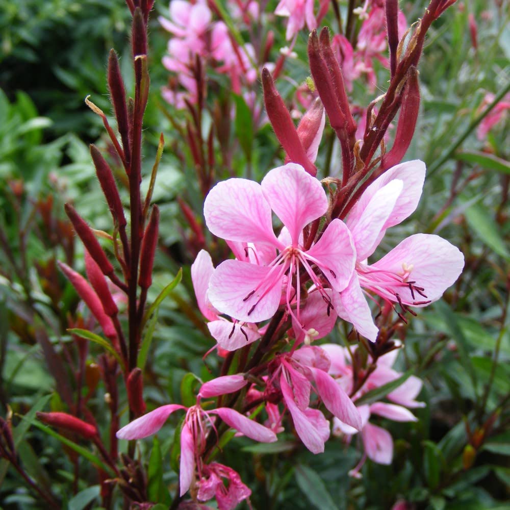 Gaura (biennis) for planting in garden